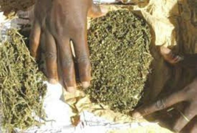 Trafic de drogue à Mbour: Un cultivateur tombe avec 5 kg de chanvre indien Trafic de drogue à Mbour: Un cultivateur tombe avec 5 kg de chanvre indien