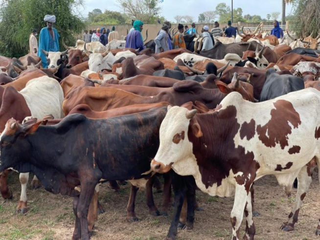 Kaolack Gamou 2021: 150 tonnes de riz, 400 boeufs offerts aux familles religieuses par Rahma