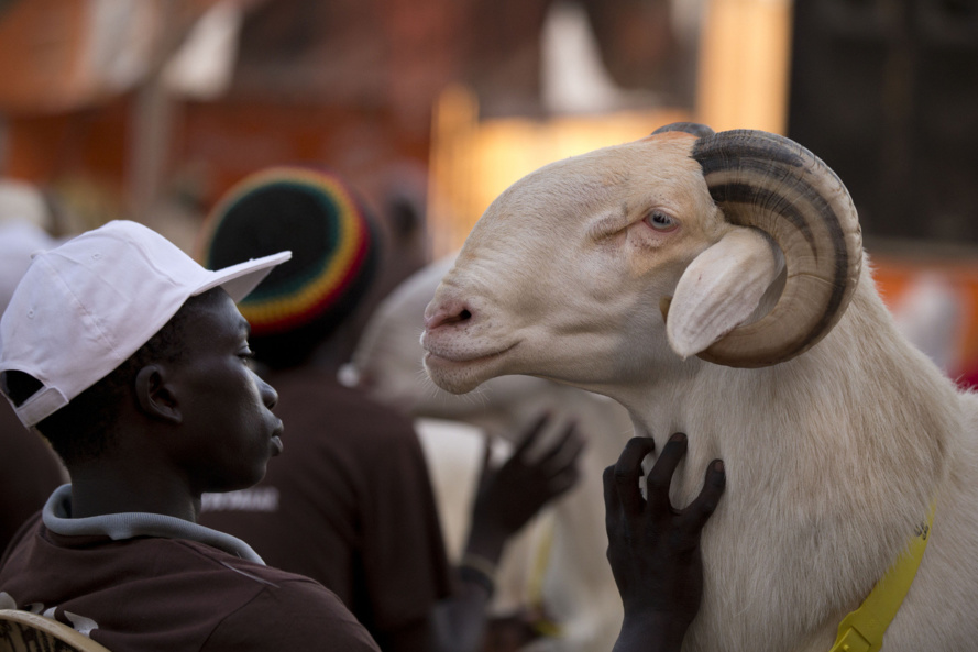 Mouton de Tabaski des lutteurs : Baboye dépense 1.600.000 FCFA, Ness 150.000 FCFA, Balla Diouf 100.000 FCFA…