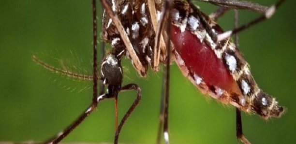 ROSSO-SÉNÉGAL: 22 cas de dengue annoncés