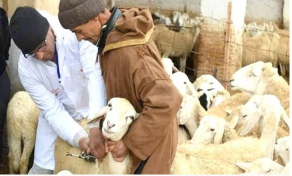Vaccination du cheptel en 2022: Un budget de plus d’1 milliard FCfa, prévu