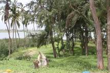 ZIGUINCHOR - Protection des écosystèmes : La nouvelle gouvernance verte mise en branle ZIGUINCHOR - Protection des écosystèmes : La nouvelle gouvernance verte mise en branle