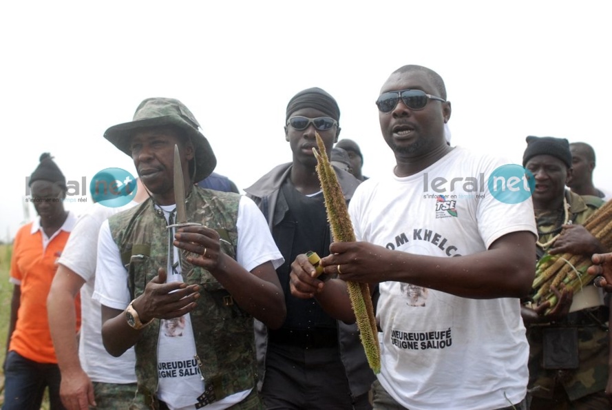 Khelcom 2013 - Les images du moissonnage des champs de mil: Cheikh Amar, Kader Ndiaye, Abdoulaye Lam, Sister Maria en action