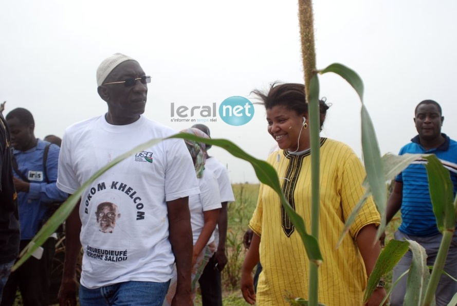 Khelcom 2013 - Les images du moissonnage des champs de mil: Cheikh Amar, Kader Ndiaye, Abdoulaye Lam, Sister Maria en action