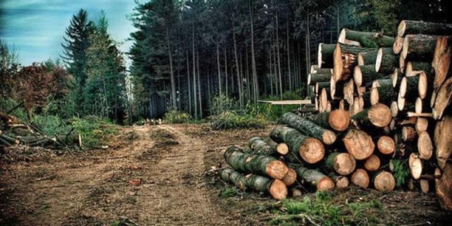 COP 26: 10.788 milliards 224 millions F CFA pour la protection et la restauration des forêts