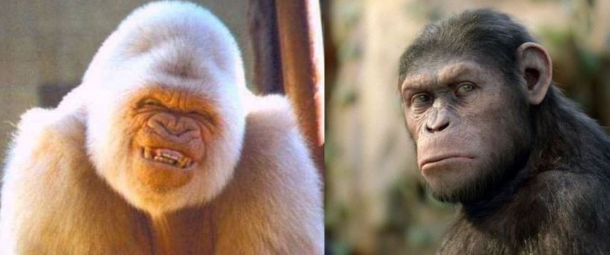 Une de Minute pour Taubira: Sinon il y a le singe blanc et le singe noir Une de Minute pour Taubira: Sinon il y a le singe blanc et le singe noir