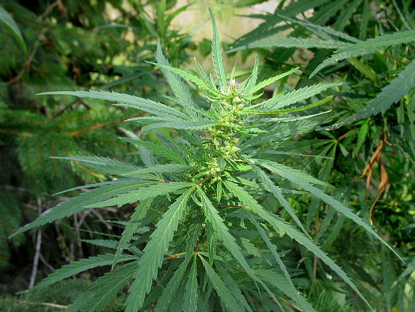 Diourbel - Trafic De Drogue : 4 plants de chanvre indien découverts chez un conducteur de “Jakarta’’ Diourbel - Trafic De Drogue : 4 plants de chanvre indien découverts chez un conducteur de “Jakarta’’