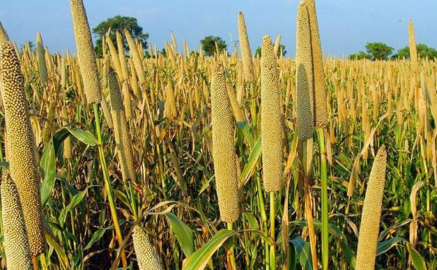 Production céréalière: Une baisse de 3% notée