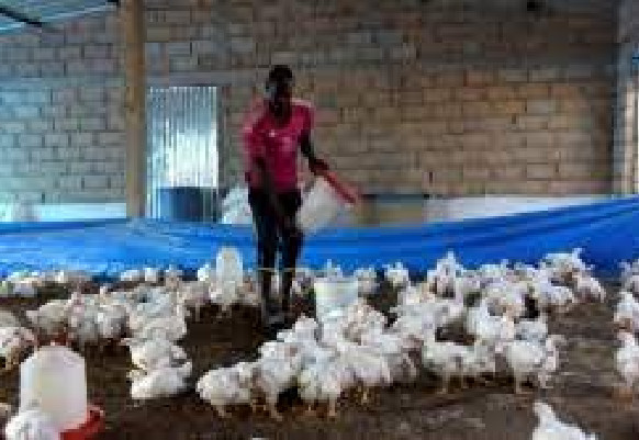 Impact négatif de la chaleur sur l’activité avicole à Vélingara : Des experts recommandent des solutions Impact négatif de la chaleur sur l’activité avicole à Vélingara : Des experts recommandent des solutions