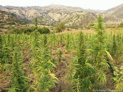 le Maroc, premier exportateur mondial de cannabis