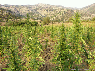 le Maroc, premier exportateur mondial de cannabis le Maroc, premier exportateur mondial de cannabis
