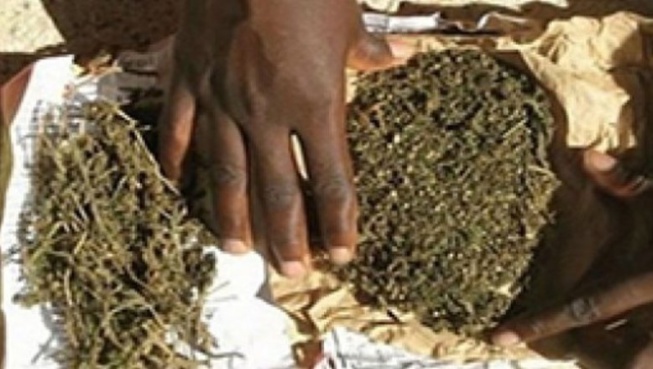 Chanvre indien: 9 kg saisis dans un bus Chanvre indien: 9 kg saisis dans un bus