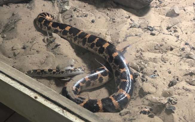École Keur Ndiaye Lo 3 : Un élève mordu par un serpent, les conditions d’apprentissage décriées.