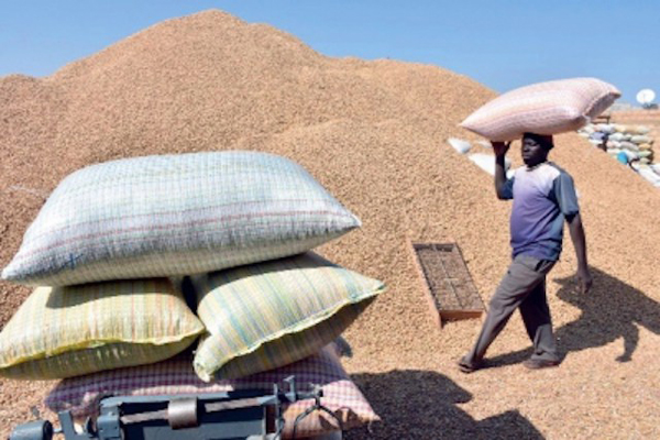 Campagne de commercialisation de l’arachide: Un bon déroulement souhaité Campagne de commercialisation de l’arachide: Un bon déroulement souhaité