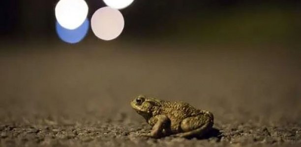 Bretagne : Une commune ferme définitivement une route pour laisser les crapauds et tritons tranquilles