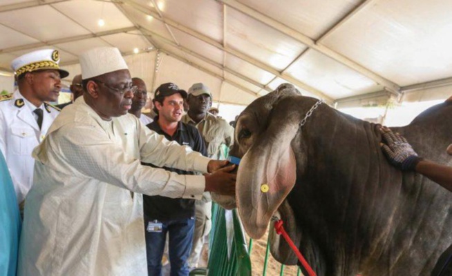 Journée nationale de l’Elevage: Les populations de Dahra Djolof et de la Région de Louga remerciées