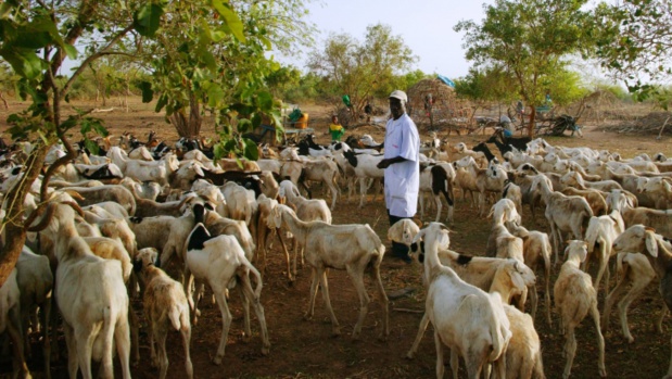 Instruction du chef de l’Etat pour le financement du secteur de l’élevage : Macky Sall demande à la Der/Fj un guichet spécial Instruction du chef de l’Etat pour le financement du secteur de l’élevage : Macky Sall demande à la Der/Fj un guichet spécial