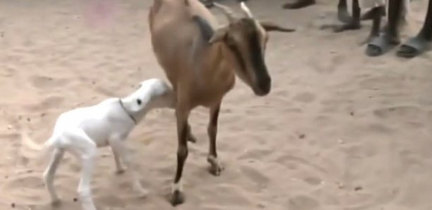 Des festoyeurs volent une chèvre et se font prendre, alors qu’ils la dépeçaient Des festoyeurs volent une chèvre et se font prendre, alors qu’ils la dépeçaient