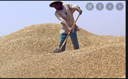 La production arachidière 2021-2022 en baisse de 7% La production arachidière 2021-2022 en baisse de 7%