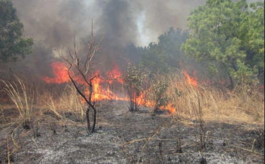 Des milliers d’ha dévastés par les feux de brousse en 2020-21 : 45 milliards pour éteindre l’incendie Des milliers d’ha dévastés par les feux de brousse en 2020-21 : 45 milliards pour éteindre l’incendie