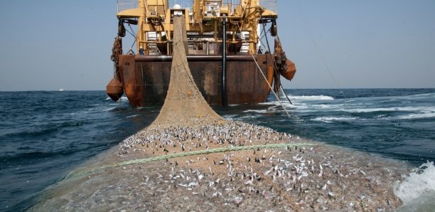 Désastre économique : Des milliers de poissons morts échouent sur la plage de... Désastre économique : Des milliers de poissons morts échouent sur la plage de...
