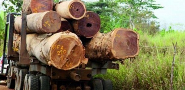 Trafic transfrontalier : 8 coupeurs de bois arrêtés en Casamance Trafic transfrontalier : 8 coupeurs de bois arrêtés en Casamance