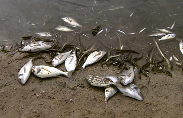 Cap-Skirring: Quand de mystérieuses vagues de poissons morts atterrissent sur la plage… Cap-Skirring: Quand de mystérieuses vagues de poissons morts atterrissent sur la plage…
