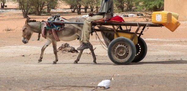 Les terribles aveux du charretier qui a tué son collègue pour une dette de 10 000 FCFA