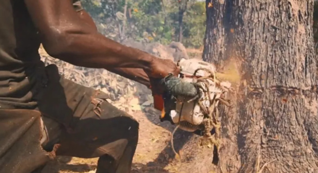 Pillage dans la forêt classée de Tendouck: L'ombre de Boffa-Bayotte plane dans le Blouf