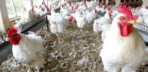 SÉNÉGAL : Risque de pénurie de poulets à l'approche des fêtes de fin d’année