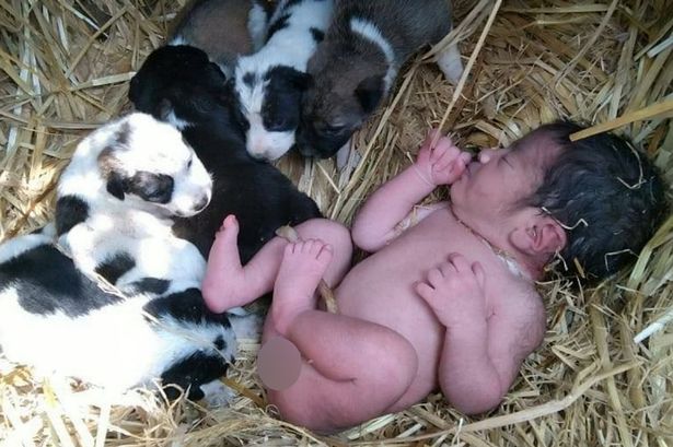 Un nouveau-né abandonné sauvé par une chienne et sa portée de chiots Un nouveau-né abandonné sauvé par une chienne et sa portée de chiots
