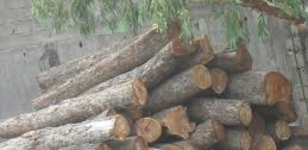 Lutte contre la coupe illicite du bois : Le ministre de l'Environnement mise sur le Programme ’'Xëyu Ndaw Ñi' Lutte contre la coupe illicite du bois : Le ministre de l'Environnement mise sur le Programme ’'Xëyu Ndaw Ñi'
