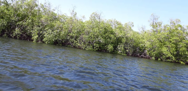 Toubacouta: Une Mangrove de 7000 ha, Jorom Bou Mak, une île vieille de 3 siècles, des... Toubacouta: Une Mangrove de 7000 ha, Jorom Bou Mak, une île vieille de 3 siècles, des...