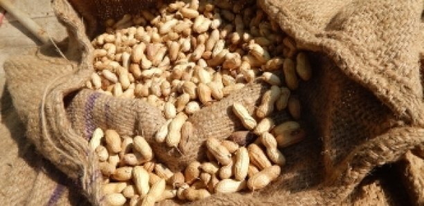 Étude : L’ANSD livre les chiffres sur la transformation de l’arachide au Sénégal