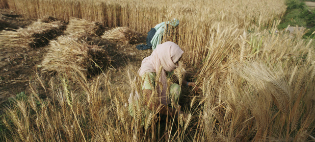 Denrées alimentaires: Baisse des prix mondiaux en décembre 2021 – FAO Denrées alimentaires: Baisse des prix mondiaux en décembre 2021 – FAO