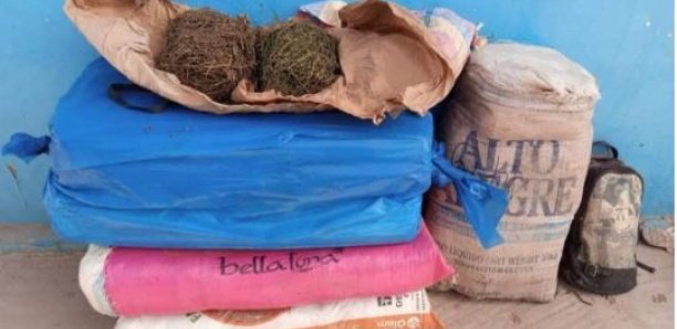Bignona : Plus de 874 kg de chanvre indien saisis et 04 personnes à Niaffrang Bignona : Plus de 874 kg de chanvre indien saisis et 04 personnes à Niaffrang