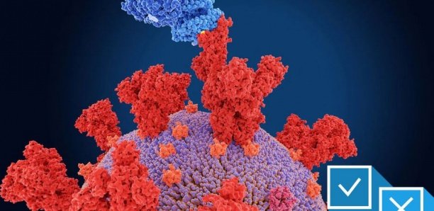 «Deltacron» : un variant recombinant de Delta et d’Omicron a-t-il vraiment été découvert ?