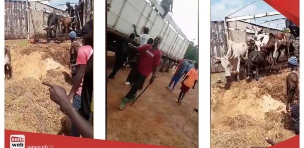 Autoroute à péage : Un bœuf saute d'un camion et provoque un accident spectaculaire