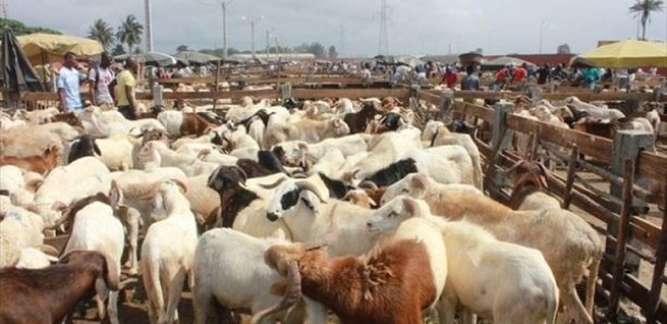 Sanctions contre le Mali : Vers une flambée du prix de la viande (éleveurs) Sanctions contre le Mali : Vers une flambée du prix de la viande (éleveurs)