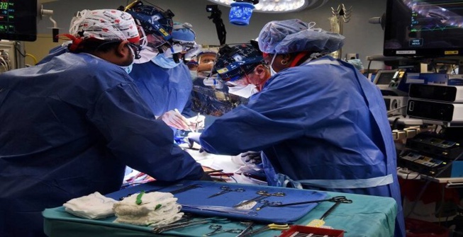 Le cœur d’un porc transplanté chez un Américain lors d’une chirurgie révolutionnaire Le cœur d’un porc transplanté chez un Américain lors d’une chirurgie révolutionnaire