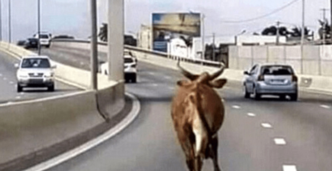 Autoroute à péage : Un bœuf saute d’un camion et provoque un accident spectaculaire