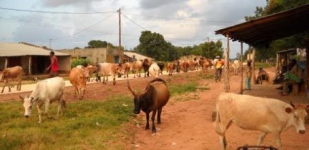 Vol de bétail à Mbar : Un malfrat tombe, le fils d'un chef de village recherché par la gendarmerie