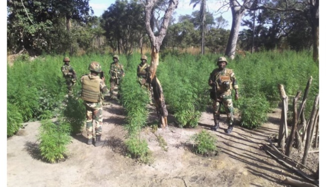 Casamance : L’armée sénégalaise fait une incroyable découverte (Photos)