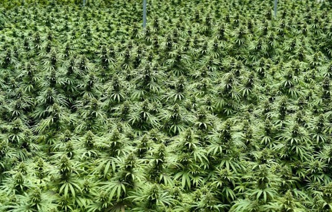 Lutte contre le trafic de stupéfiants à Bignona : l’armée détruit six vastes champs de cannabis et arrête un suspect