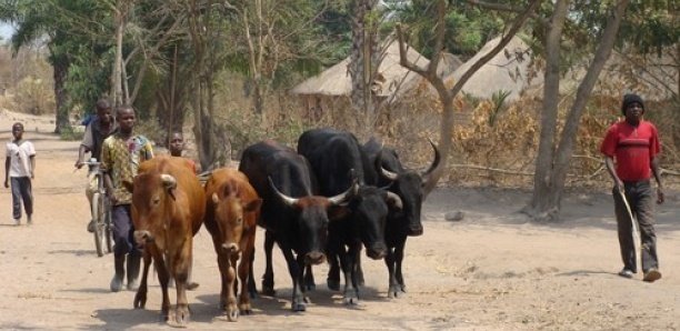 Dahra-Djoloff : La gendarmerie démantèle un vaste réseau de voleurs de bétail
