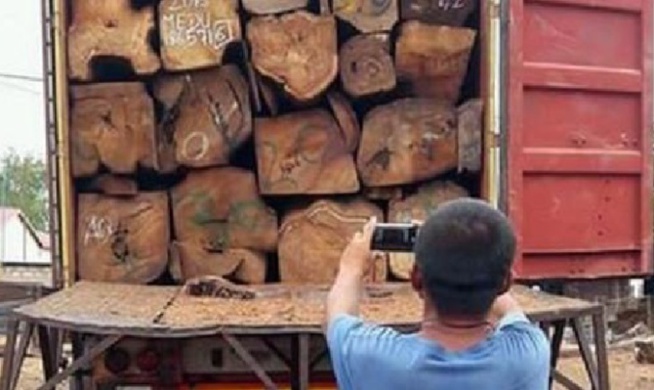 Graves révélations d’Ali Haïdar: « Chaque année, des milliers de conteneurs de bois quittent le Sénégal pour la Chine »