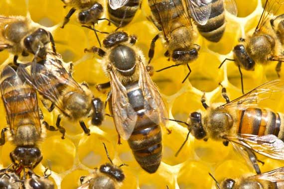 Diamniadio: Un vigile de la société TSK tué par des abeilles Diamniadio: Un vigile de la société TSK tué par des abeilles