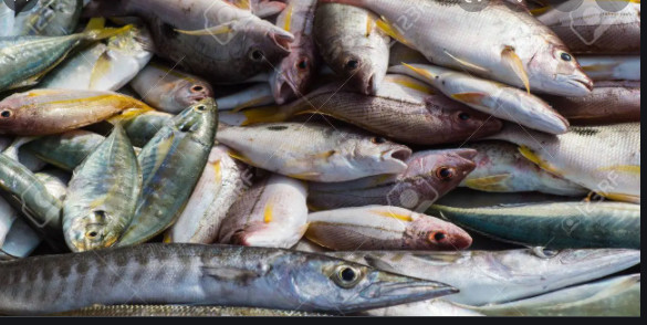 «Le Sénégal pourrait connaître un déficit de l’offre de poisson d'environ 150 000 tonnes par an au cours des années 2020 » (FAO)