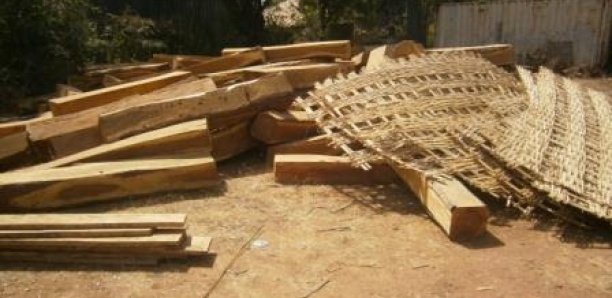 Trafic de bois à Kédougou : Une importante quantité de planches et de troncs saisis Trafic de bois à Kédougou : Une importante quantité de planches et de troncs saisis