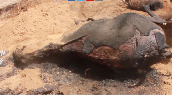 Diourbel / Un incendie ravage le village de Nébé: Des maisons, des animaux et des vivres, réduits en cendres Diourbel / Un incendie ravage le village de Nébé: Des maisons, des animaux et des vivres, réduits en cendres